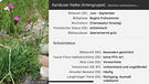 App "Flora incognita": Mehr Infos rund um die Pflanze. | Bild: BR