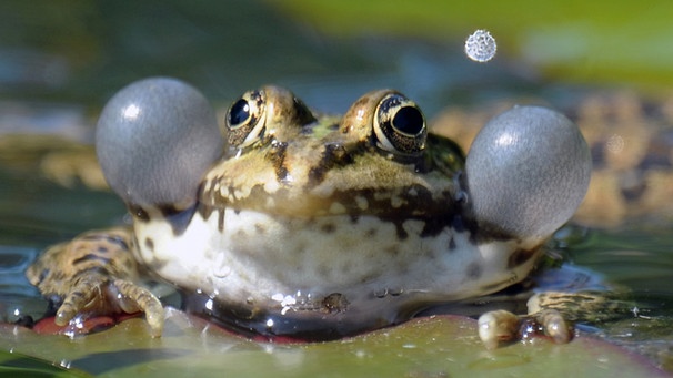Ein Teichfrosch mit vollen Schallblasen. | Bild: picture-alliance/dpa
