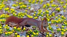Ein Eichhörnchen springt über Winterlinge. | Bild: picture-alliance/dpa