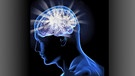 Symbolbild: Gehirn | Bild: picture-alliance/dpa