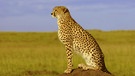 Ein Gepard sitzt auf einem Erdhügel. | Bild: picture-alliance/dpa