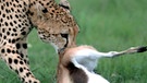 Ein Gepard frisst seine Beute. | Bild: picture-alliance/dpa