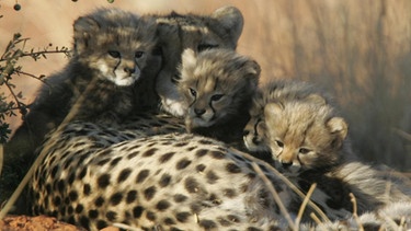 Gepard mit Babys. | Bild: BR/Gus Mills