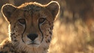 Der Kopf von einem Geparden. | Bild: BR