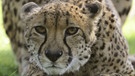Ein Gepard liegt auf der Lauer. | Bild: picture-alliance/dpa