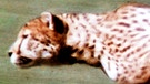 Sprintender Gepard. | Bild: picture-alliance/dpa