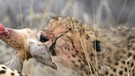 Mehrere Geparde mit einer Antilope. | Bild: BR/Gus Mills