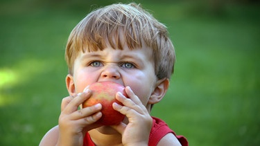 Ein Junge beißt in einen Apfel. | Bild: picture-alliance/dpa