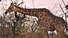 Giraffen in Afrika | Bild: BR/Kerstin Welter