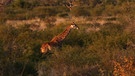 Giraffen in Afrika | Bild: BR/Kerstin Welter