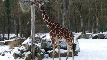 Eine Giraffe im verschneiten Tiergarten Nürnberg | Bild: Jörg Beckmann/Tiergarten Nürnberg