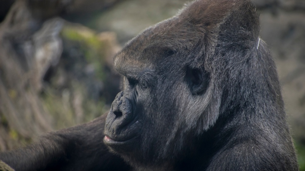 Ein Gorilla mit sehr ausgeprägtem Hinterkopf. | Bild: colourbox.com
