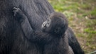Ein Gorillajunges klammert sich am Fell seiner Mutter fest. | Bild: colourbox.com
