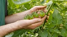 Eine Rispe mit grünen Tomaten | Bild: Gemüseanbau Naderer