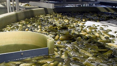 Eingelegte Gurken bei einer Firma in Niederbayern. Das Wasser wird in Dingolfing als Streusalz verwendet. Damit kann der Winterdienst 1.000 Tonnen Salz ersetzen.  | Bild: BR