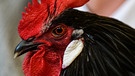 Ein Lakenfelder Hahn mit gleichmäßig gezacktem rotem Kamm, kräftigen Kehllappen und weißer Ohrscheibe.  | Bild: picture alliance/dpa | Julian Stähle