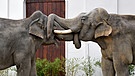 Asiatische Elefanten | Bild: Tierpark Hellabrunn / Michael Thomas