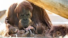 Orang Utan Matra mit Nachwuchs | Bild: Tierpark Hellabrunn / Marc Müller