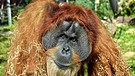Orang-Utan Bruno | Bild: Tierpark Hellabrunn / Joerg Koch