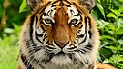 Tiger Jegor | Bild: Tierpark Hellabrunn / Michael Thomas