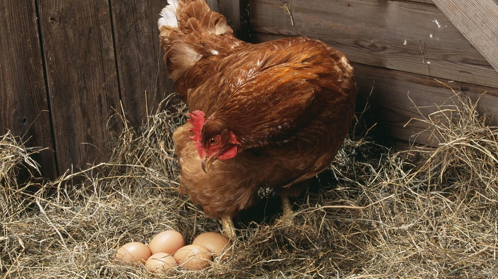 Haustier und Nutztier: Huhn - Eierlegendes Federvieh | BR Kinder - eure ...