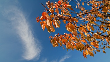 Herbstlaub vor blauem Himmel | Bild: colourbox.com