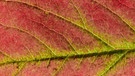 12.09.2022, Brandenburg, Sieversdorf: Die Sonne scheint durch ein herbstlich bunt gefärbtes Blatt einer Erdbeerpflanze. Durch den Chlorophyllabbau sind die herbstlichen Blätter jetzt nicht mehr grün, sondern leuchten durch die zuvor vom Chlorophyll verdeckten Anthocyane und Carotinoide und rot bis gelb. Foto: Patrick Pleul/dpa +++ dpa-Bildfunk +++ | Bild: dpa-Bildfunk/Patrick Pleul
