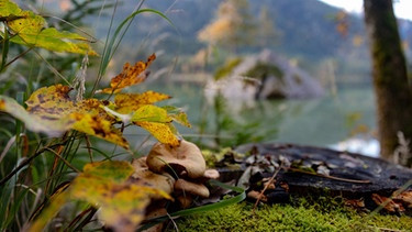 Pilze an einem Baustamm und herbstlich verfärbtes laub, im Hintergrund der Hintersee und der Watzmann. | Bild: BR/Sylvia Bentele