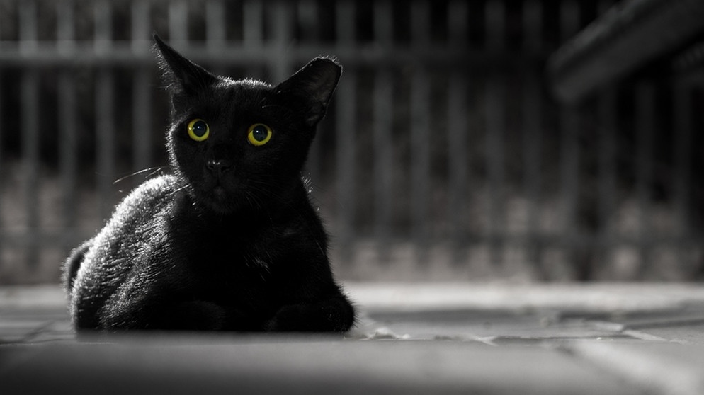 Schwarze Katze | Bild: colourbox.com