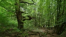 Knorriger Baum im Laubwald | Bild: colourbox.com