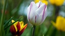 Farbenfrohe Tulpen in einem Garten | Bild: picture alliance/dpa