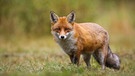 Fuchs streunt durch Wald und Feld | Bild: colourbox.com
