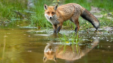 Ein Fuchs am Bachufer, achtsam und auf der Hut | Bild: colourbox.com