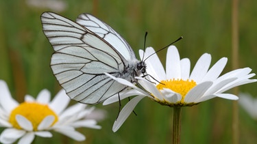 Schmetterling | Bild: colourbox.com