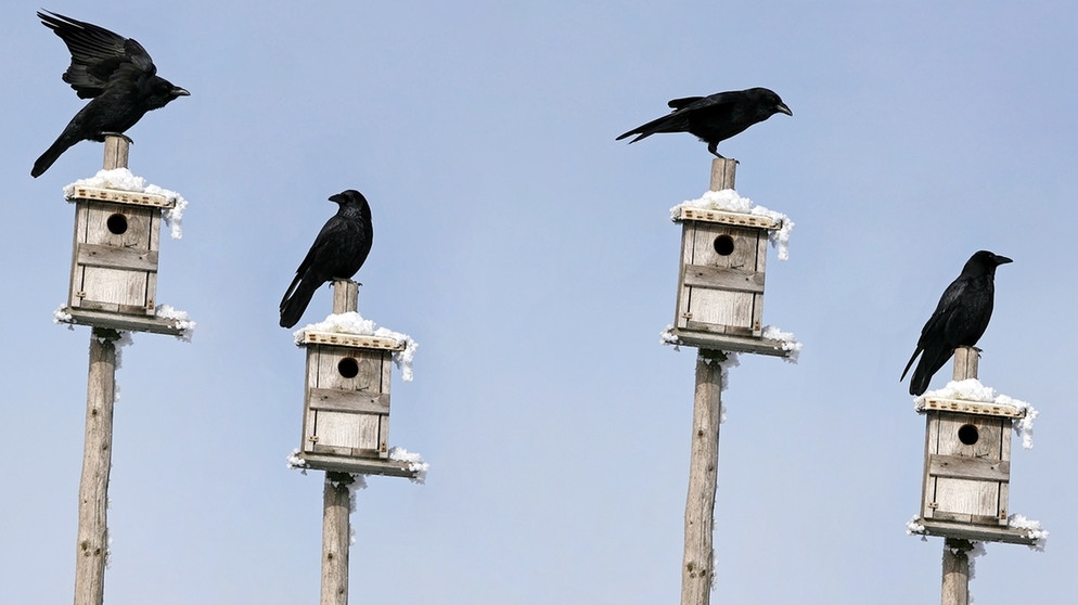 Vier Raben sitzen auf Vogelhäusern | Bild: colourbox.com