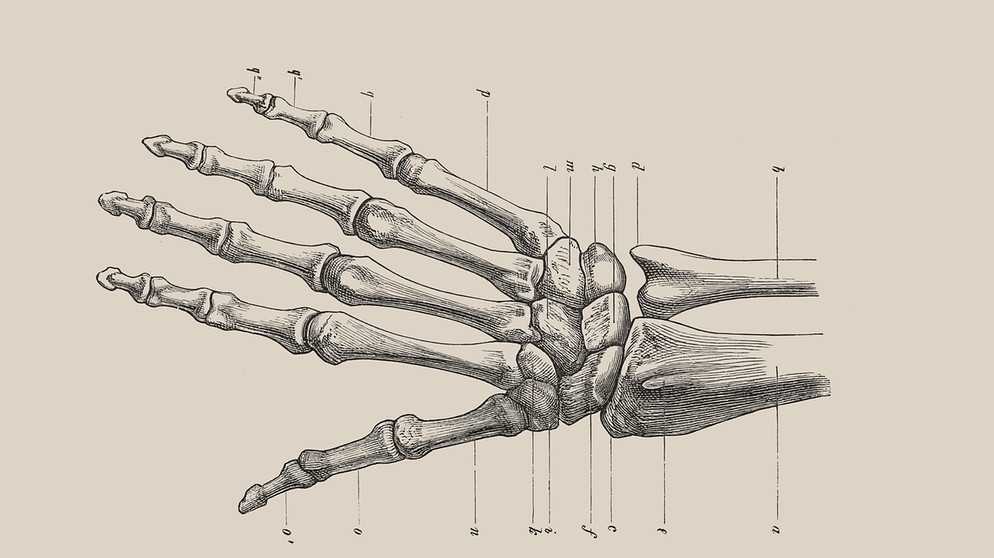 Skelett der menschlichen Hand. Anatomische Zeichnung. | Bild: picture alliance / imageBROKER