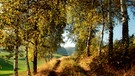 Eine kleine Allee mit herbstlichen Bäumen lädt zum Spazieren ein. | Bild: colourbox.com