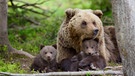 Eine Bärenfamilie im Wald | Bild: colourbox.com