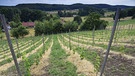 Rebstöcke, Weinanbau,  | Bild: dpa-Bildfunk