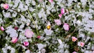 Gänseblümchen im Schnee | Bild: dpa-Bildfunk