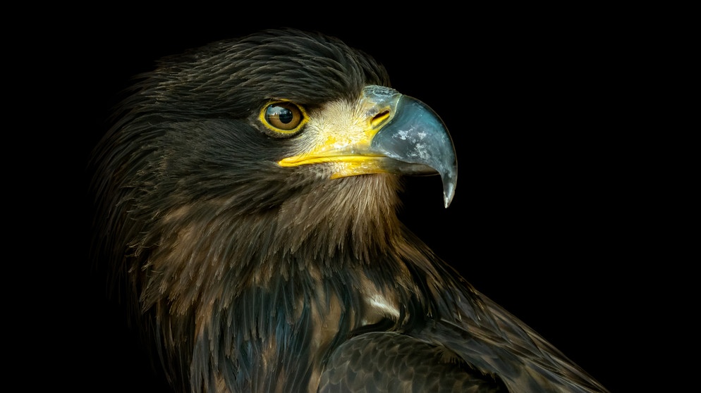 Ein Adler | Bild: colourbox.com