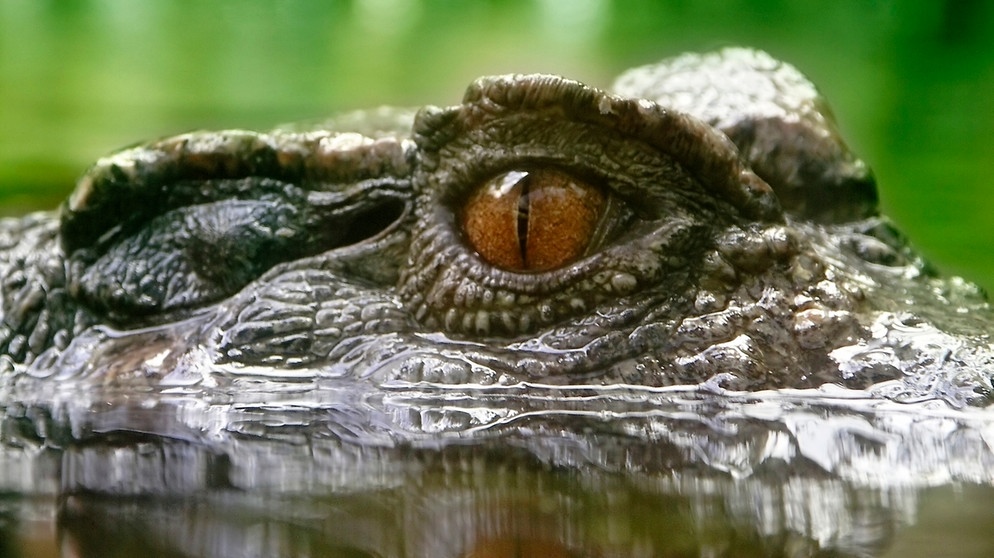 Die großen Augen eines Krokodils schauen aus dem Wasser. | Bild: colourbox.com