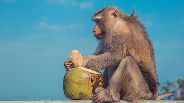 Ein Affe mit einer Kokosnuss
| Bild: colourbox.com