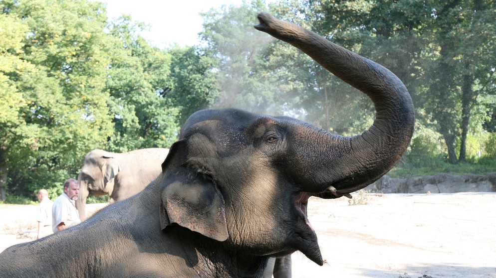 Ein Elefant spritzt sich mit seinem Rüssel Wasser über den Kopf. | Bild: colourbox.com