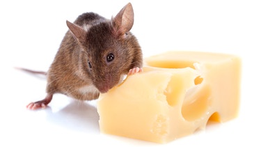 Eine Maus nagt an einem Stück Käse | Bild: colourbox.com