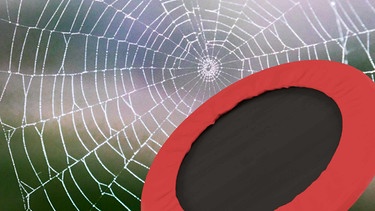Ein Spinnennetz und ein Trampolin | Bild: colourbox.com | Montage: BR