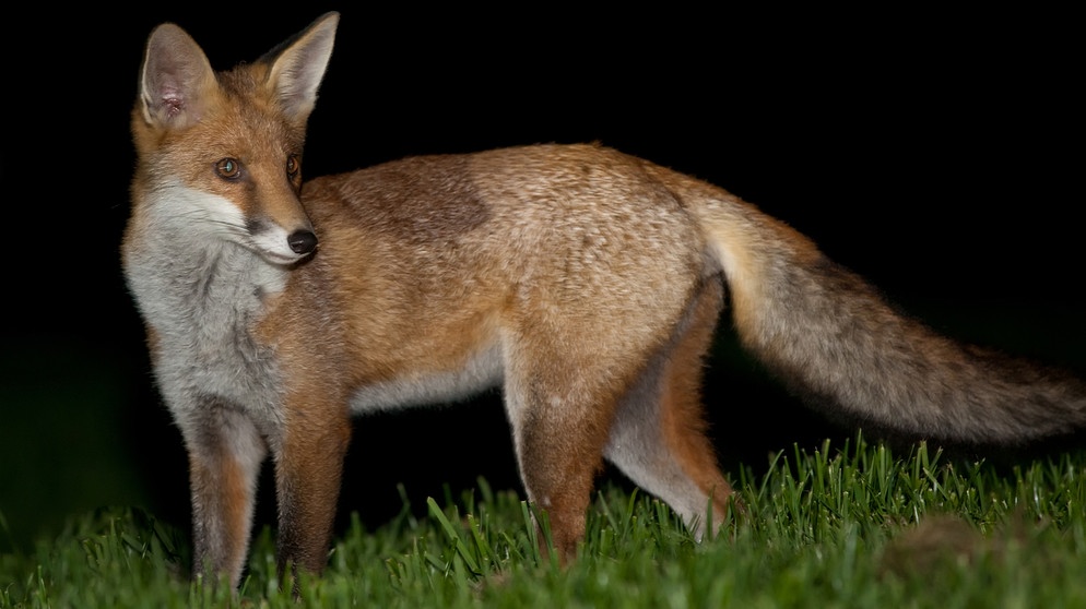 Ein Fuchs im Dunkel der Nacht auf einer Wiese. | Bild: colourbox.com