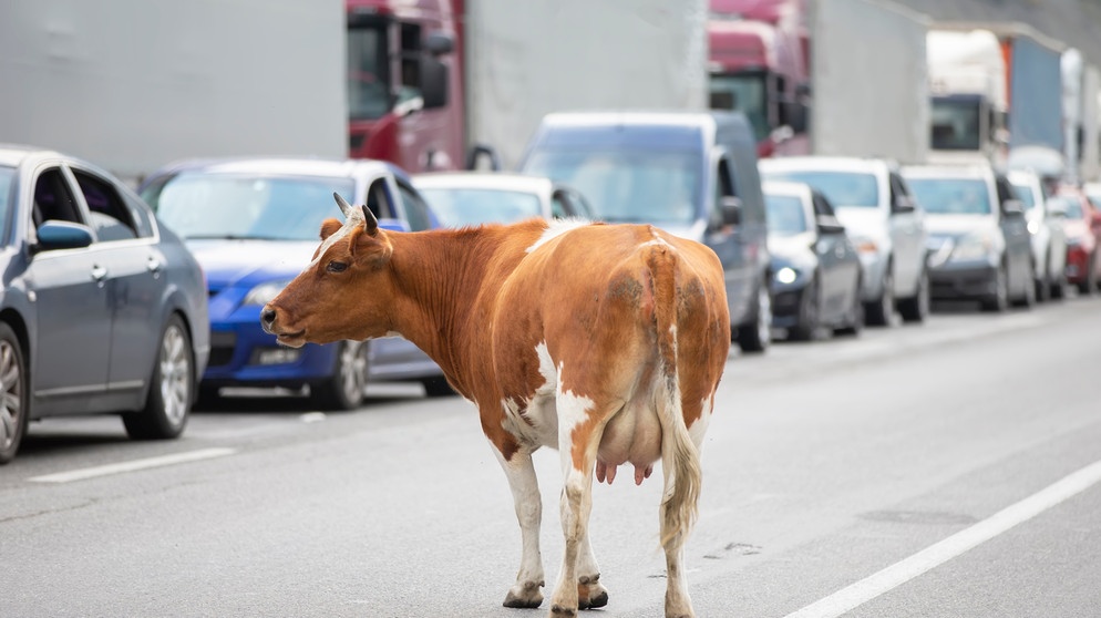 Eine Kuh steht mitten auf einer Straße. Im Hintergrund sind viele Autos und Lastwagen zu sehen. | Bild: Reuters (RNSP)