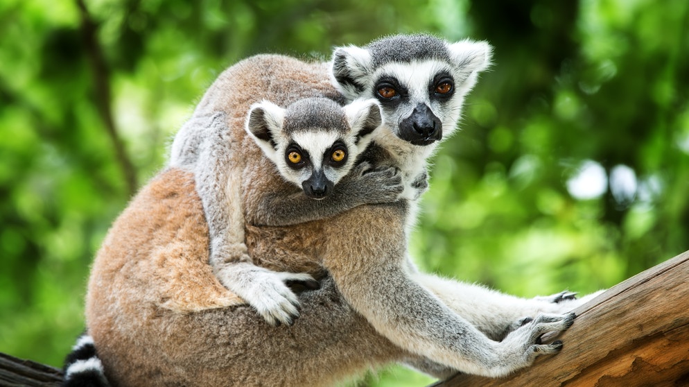 Zwei Lemuren. Sie gehören zu den Feuchtnasenprimaten und leben auf Madagaskar. | Bild: colourbox.com