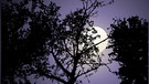 Die dunkle Silhouette eines Baumes vor dem nächtlichen Vollmond. | Bild: colourbox.com